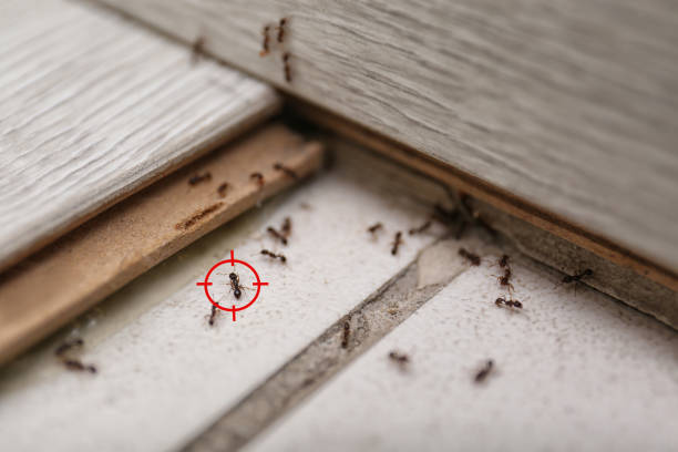 Best Pest Removal Services  in Kenton, OH